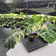 Load image into Gallery viewer, Monstera Borsigiana Albo Deliciosa, Exact Plant Variegated Ships Nationwide

