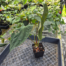 Load image into Gallery viewer, Anthurium Papillilaminum Fort Sherman X Ralph Lynam, Exact Plant Ship Nationwide
