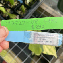 Load image into Gallery viewer, Anthurium Clarinervium Variegated exact plant, Fedex 2day*
