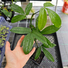 Load image into Gallery viewer, Anthurium Pentaphyllum, Exact Plant Ships Nationwide
