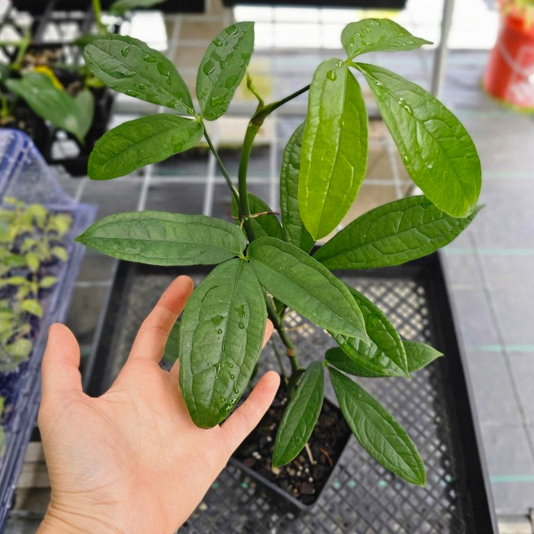 Anthurium Pentaphyllum, Exact Plant Ships Nationwide