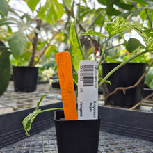 Load image into Gallery viewer, Syngonium Mojito, Exact Plant Variegated Ships Nationwide
