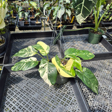 Load image into Gallery viewer, Epipremnum Pinnatum Albo Variegated exact plant, Fedex 2day
