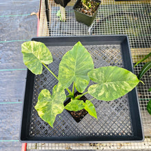 Load image into Gallery viewer, Alocasia Gageana Aurea, Exact Plant Variegated With baby Ships Nationwide
