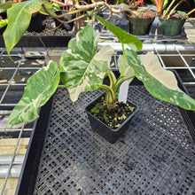 Load image into Gallery viewer, Alocasia Odora, Okinawa Silver, Exact Plant Variegated Ships Nationwide
