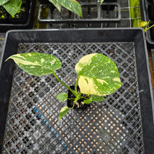 Load image into Gallery viewer, Monstera Creme Brulee , Exact Plant Variegated Ships Nationwide
