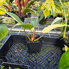 Load image into Gallery viewer, Philodendron Jungle Fever, Exact Plant Variegated
