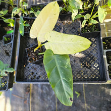 Load image into Gallery viewer, Philodendron Whipple Way, Exact Plant Variegated Ships Nationwide
