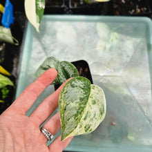 Load image into Gallery viewer, Scindapsus Peasun, Exact Plant Variegated Ships Nationwide
