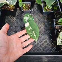 Load image into Gallery viewer, Syngonium Chiapense, Exact Plant Variegated 2&#39;&#39; pot Ships Nationwide
