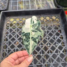 Load image into Gallery viewer, Alocasia polly snowflake pink variegated, Exact Plant Ships Nationwide.
