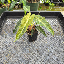 Load image into Gallery viewer, Alocasia polly aurea variegated, Exact Plant Ships Nationwide.
