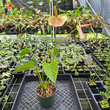 Load image into Gallery viewer, Anthurium Speckled Butterfly Shibori AFF Variegated exact plant, Fedex 2day*
