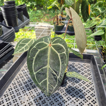 Load image into Gallery viewer, Anthurium Red Crystallinum Doc Block exact plant, Fedex 2day*
