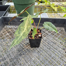 Load image into Gallery viewer, Alocasia Longiloba Black Satun Stardust Variegated, Exact Plant Ships Nationwide
