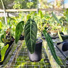 Load image into Gallery viewer, Anthurium Warocqueanum, Queen, Exact Plant

