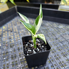 Load image into Gallery viewer, Spathiphylum Peace Lily City of Angels, Exact Plant Variegated 2.5&#39;&#39; pot
