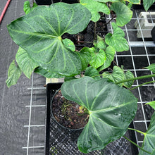 Load image into Gallery viewer, Anthurium Macrolobium, Exact Plant 8&#39;&#39; pot Ships Nationwide
