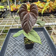 Load image into Gallery viewer, Anthurium Moodeanum, Exact Plant Ships Nationwide
