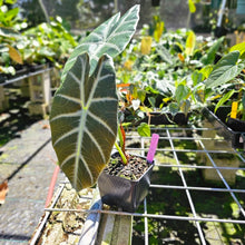 Load image into Gallery viewer, Alocasia Grandis, Exact Plant
