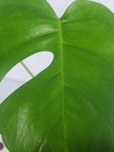 Load image into Gallery viewer, Monstera Sierrana Hawaii Clone, Exact Plant
