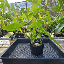 Load image into Gallery viewer, Alocasia Odora, Okinawa Silver, Exact Plant Variegated Ships Nationwide
