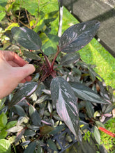 Load image into Gallery viewer, Philodendron Pink Princess Galaxy Variegated 2.5" pot, Fedex 2day*
