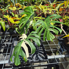 Load image into Gallery viewer, Monstera Borsigiana Albo Deliciosa, Exact Plant Variegated Ships Nationwide
