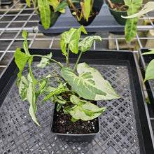 Load image into Gallery viewer, Syngonium Three Kings Magic Marble, Exact Plant Variegated Ships Nationwide
