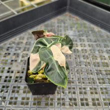 Load image into Gallery viewer, Alocasia Heart Balloon pink variegated exact plant, Fedex 2day*
