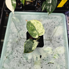 Load image into Gallery viewer, Scindapsus Jade Satin Marble Queen, Exact Plant Variegated Ships Nationwide
