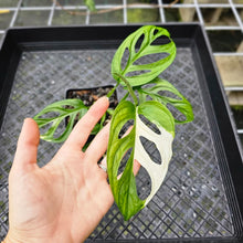 Load image into Gallery viewer, Monstera Adansonii Albo Tricolor, Exact Plant Variegated
