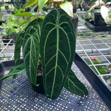 Load image into Gallery viewer, Anthurium Warocqueanum, Queen, Exact Plant
