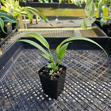 Load image into Gallery viewer, Anthurium Vittarifolium , Exact Plant Variegated Ships Nationwide
