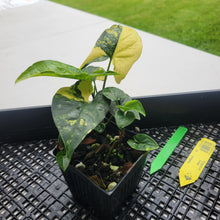 Load image into Gallery viewer, Syngonium Aurea, Exact Plant Variegated Ships Nationwide
