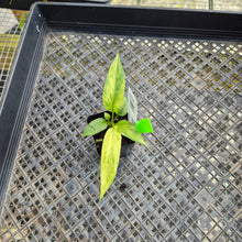 Load image into Gallery viewer, Anthurium Vittarifolium , Exact Plant Variegated Ships Nationwide
