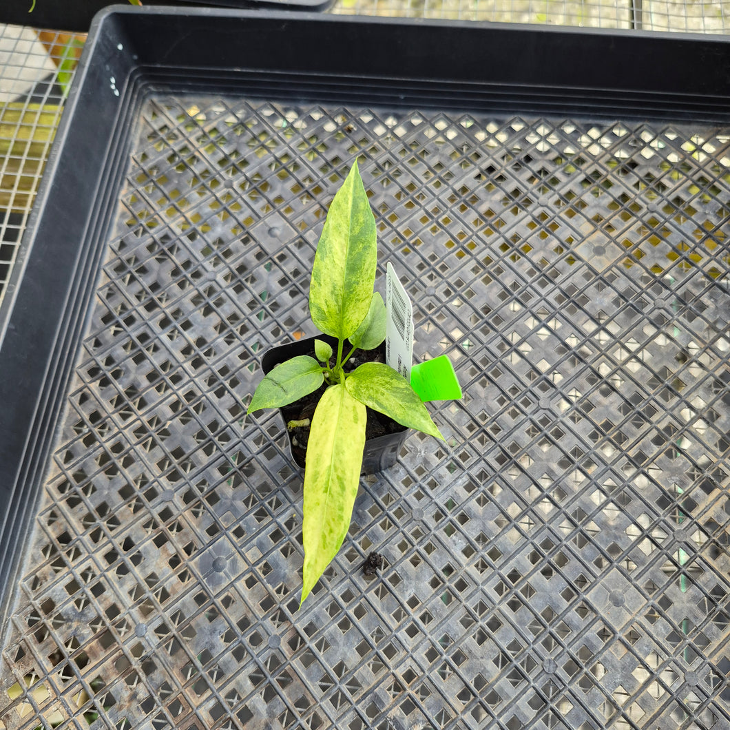 Anthurium Vittarifolium , Exact Plant Variegated Ships Nationwide