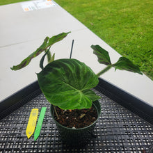 Load image into Gallery viewer, Philodendron Verrucosum, Exact Plant Ships Nationwide
