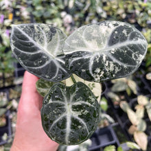 Load image into Gallery viewer, Alocasia Ninja Albo, Variegated 2.5" pot, Fedex 2day*
