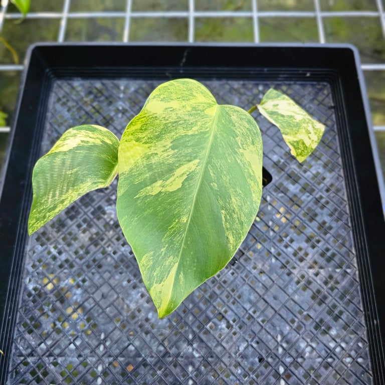 Monstera Borsigiana Aurea, Exact Plant Variegated