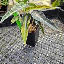 Load image into Gallery viewer, Alocasia Bambino, Exact Plant Variegated Ships Nationwide
