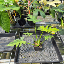 Load image into Gallery viewer, Philodendron Radiatum Aurea Variegated exact plant, Fedex 2day*
