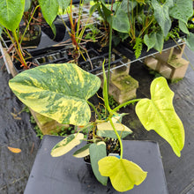 Load image into Gallery viewer, Philodendron Bipennifolium, Exact Plant Variegated Ships Nationwide
