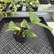 Load image into Gallery viewer, Monstera Lechleriana Variegated exact plant, Fedex 2day*

