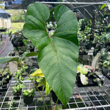 Load image into Gallery viewer, Anthurium Decipiens, Exact Plant
