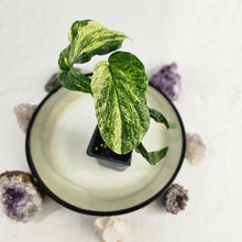 Load image into Gallery viewer, Amydrium Zippelianum, not Medium, Variegated 2.5" pot, Fedex 2day*
