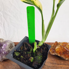 Load image into Gallery viewer, Monstera Standleyana Aurea Variegated 2.5" pot, Fedex 2day*
