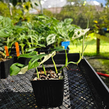 Load image into Gallery viewer, Monstera Adansonii Albo Tricolor, Exact Plant Variegated Ships Nationwide
