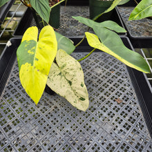 Load image into Gallery viewer, Philodendron Ilsemanii Variegated exact plant, Fedex 2day*
