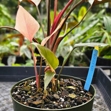 Load image into Gallery viewer, Homalomena Rubescens Pink Diamond, Exact Plant Variegated With babies
